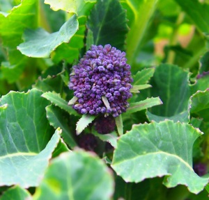 Purple sprouting broccoli